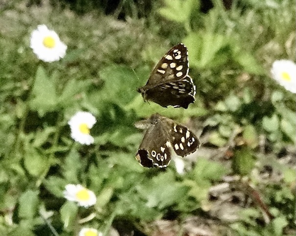 speckled wood